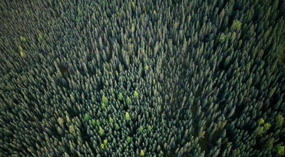 Три миллиона деревьев